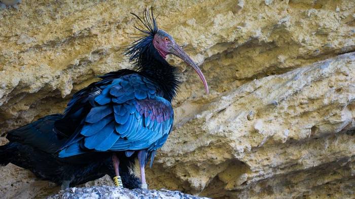 Northern Bald Ibis (Simon Tonkin) (2).jpg