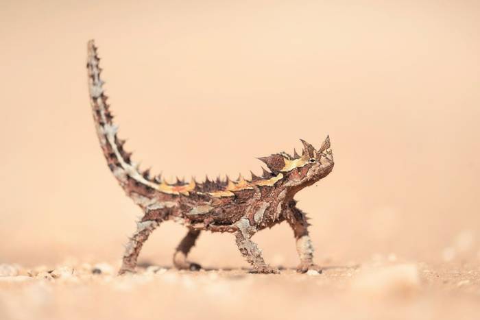 Thorny Devil (Moloch horridus)