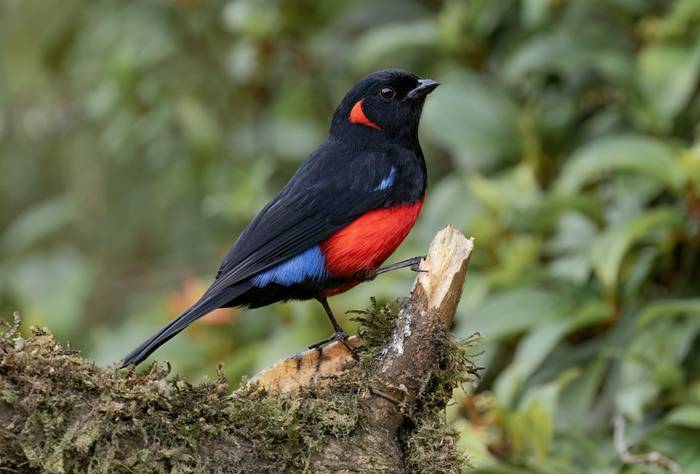 Scarlet-bellied Mountain Tanager (Ian Hilton).jpg