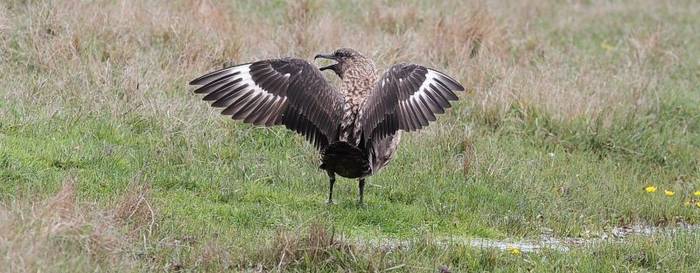 Fair Isle - Great Skua (Ian Andrews).jpg