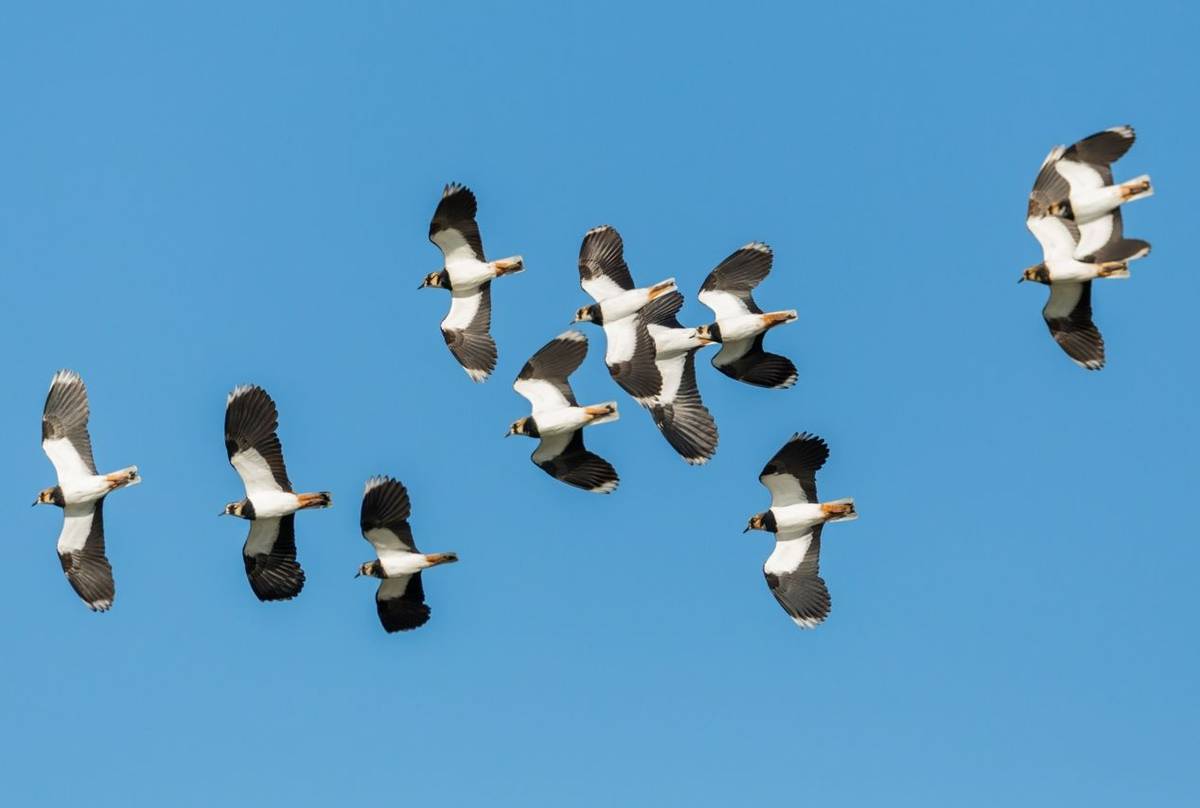 Lapwing shutterstock_1610369806.jpg