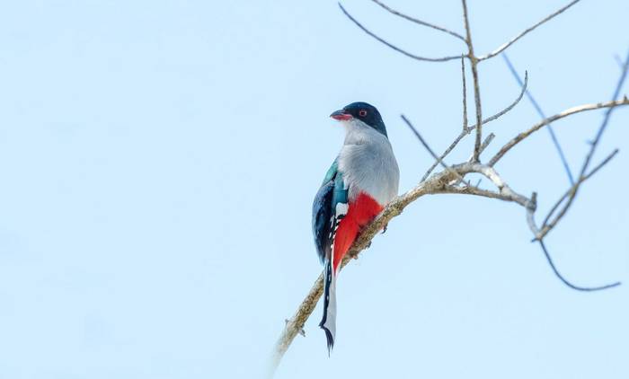 Cuban Trogon shutterstock_593247125.jpg