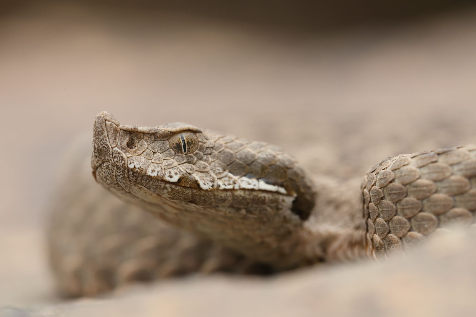 Mountain Viper (Vipera m. monticola) © Dan Kane Image