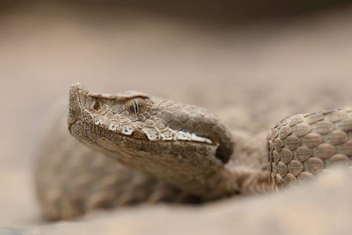 Mountain Viper (Vipera m. monticola) © Dan Kane, September 2025 tour