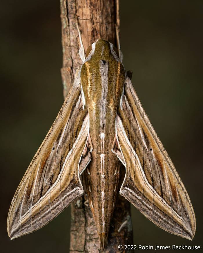 Vine Hawk-moth (Hippotion celerio) © Robin James Backhouse