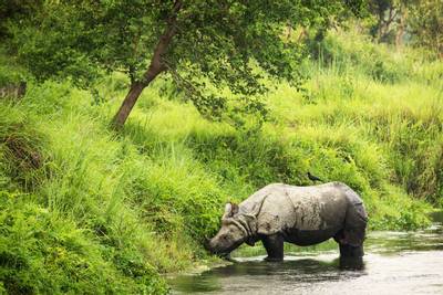 The Wildlife of Chitwan