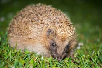 Leucistic Hedgehog, Alderney