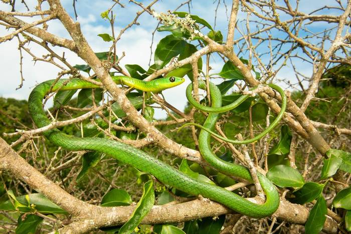 Eastern Natal Green Snake (Philothamnus natalensis)  © Tyrone Ping 2021