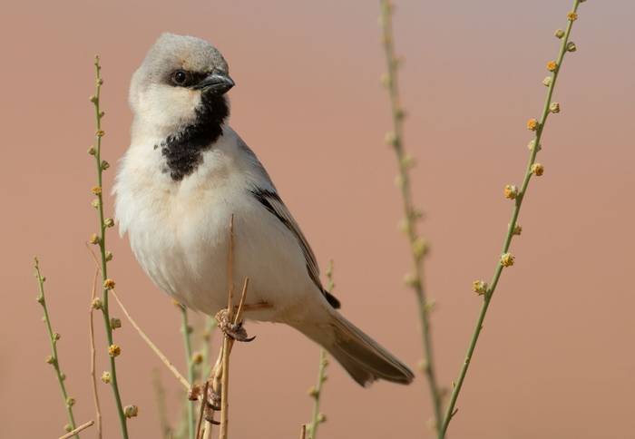 Desert Sparrow © Chris Griffin, March 2022