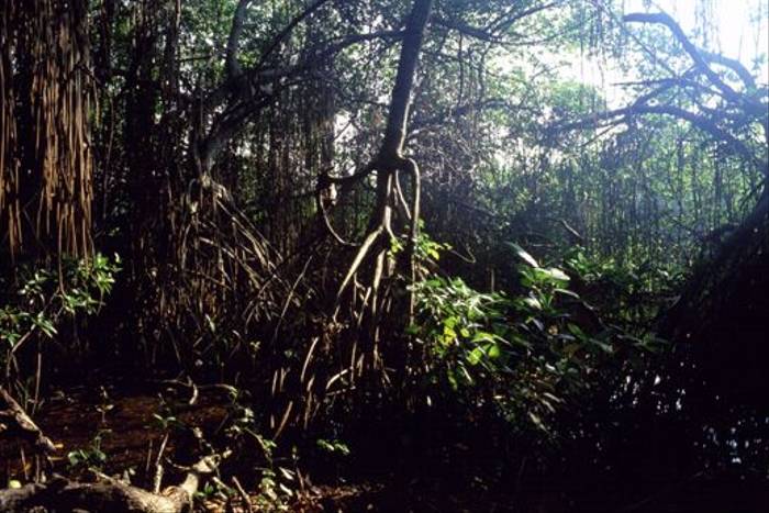 Mangrove Swamp (Rowan McOnegal)