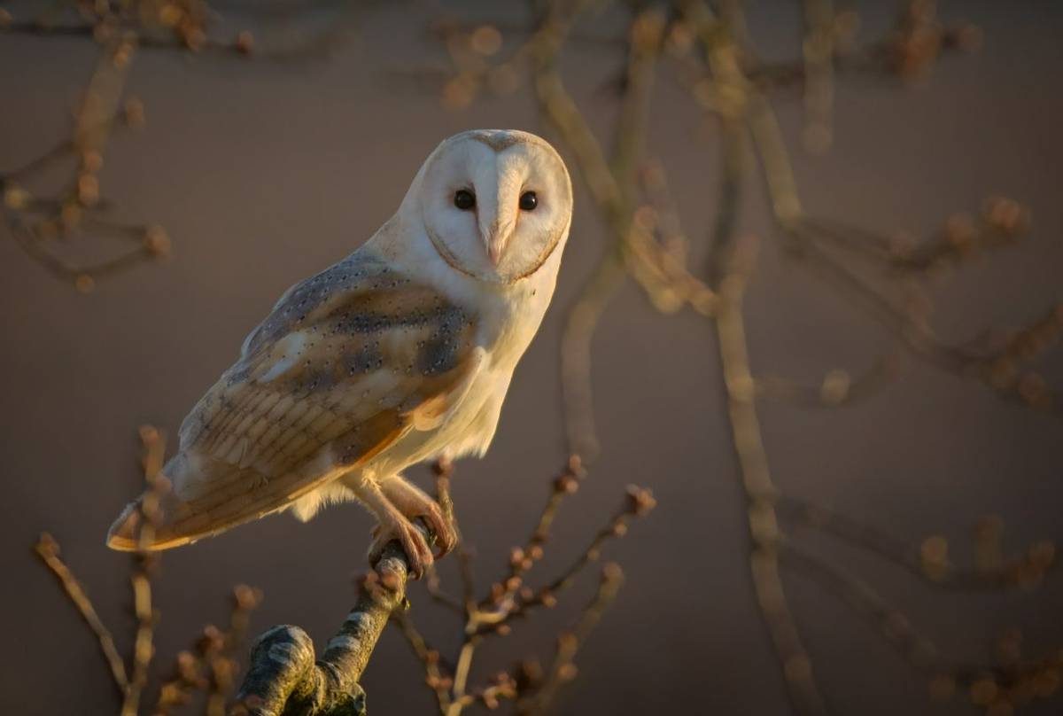 Barn Owl, Norfolk, UK Shutterstock 371233750