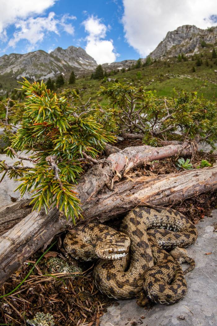 European Adder (Vipera berus) © Simone Giachello