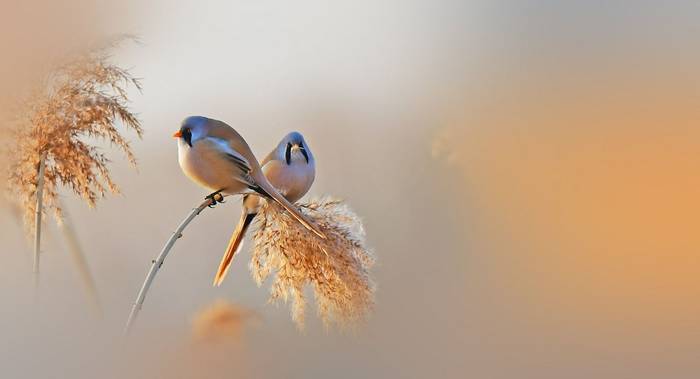 Bearded Tits shutterstock_1716469909.jpg Bearded Tits shutterstock_1716469909.jpg