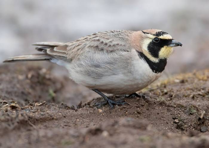 Atlas Horned Lark © Chris Griffin, February 2023