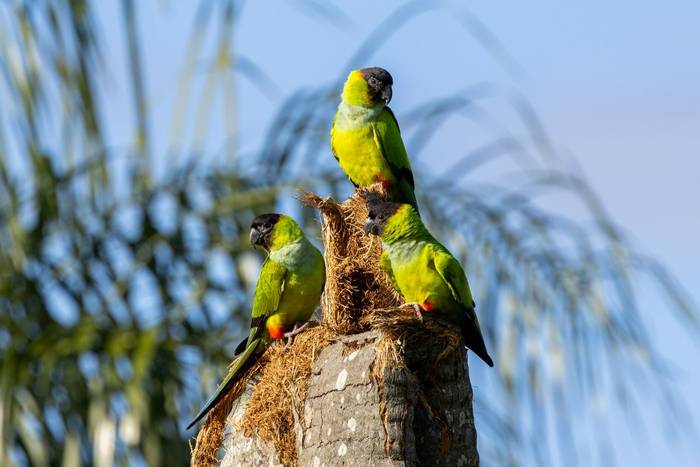Nanday Parakeet © James Warren, May 2026 (3).jpg