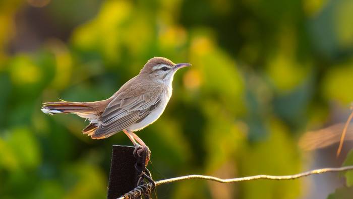 Rufous-tailed Scrub Robin (Simon Tonkin) (7).jpg