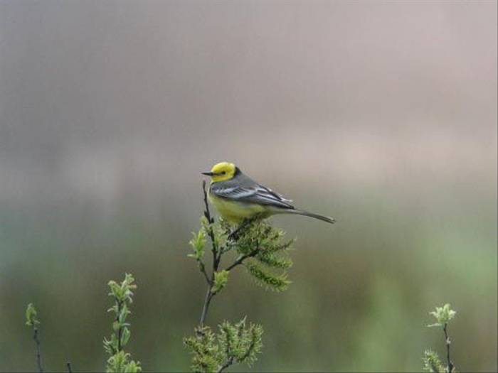 Citrine Wagtail (Peter Dunn)