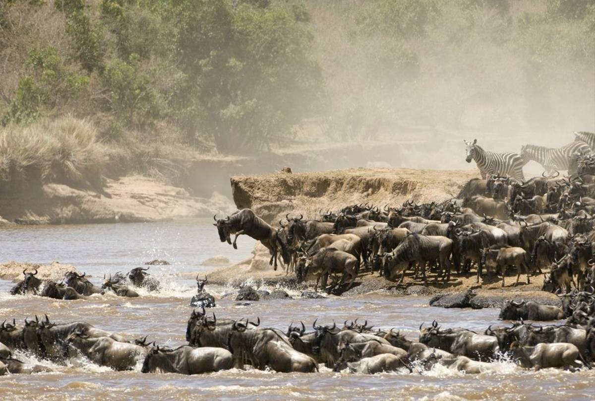 Wildebeest, Masai Mara, Kenya