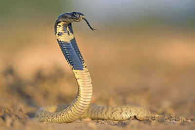 Egyptian Cobra (Naja haje)