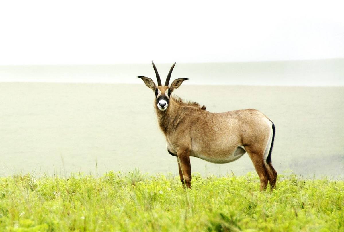 Roan Antelope shutterstock_248529262.jpg
