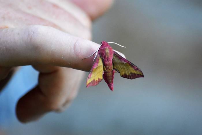 Small Elephant Hawkmoth © Connell