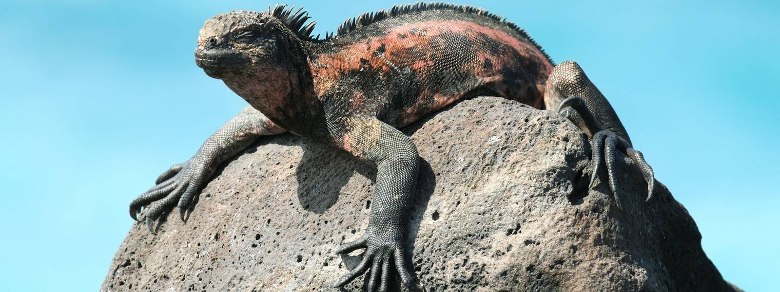 Galapagos Marine Iguana resting on rocks