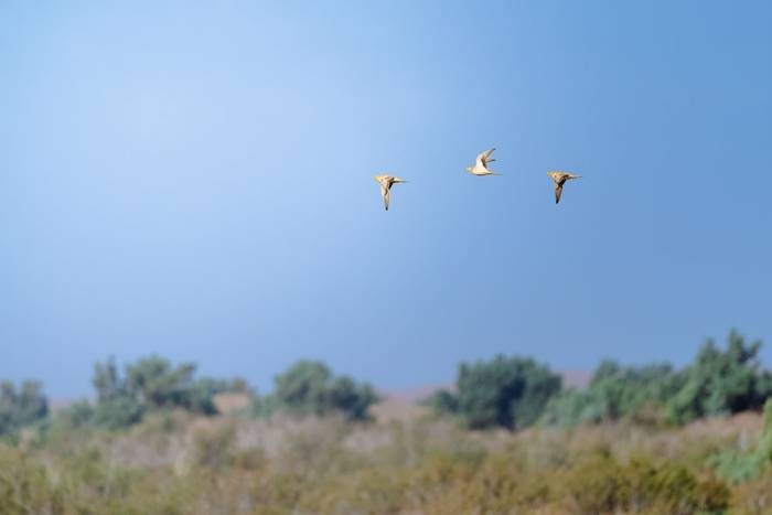 Spotted Sandgrouse © Adam Court, March 2026 tour