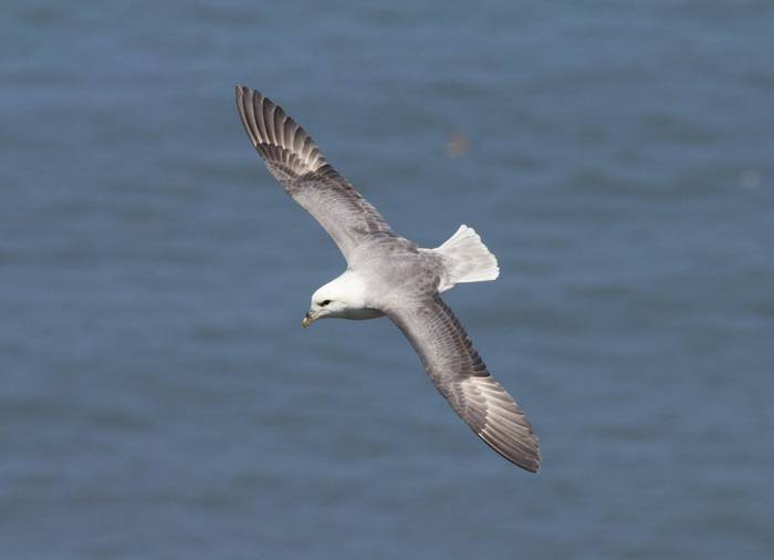 Fulmar shutterstock_139713502.jpg