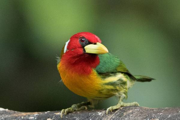 Red-Headed Barbet  by Christine Miller