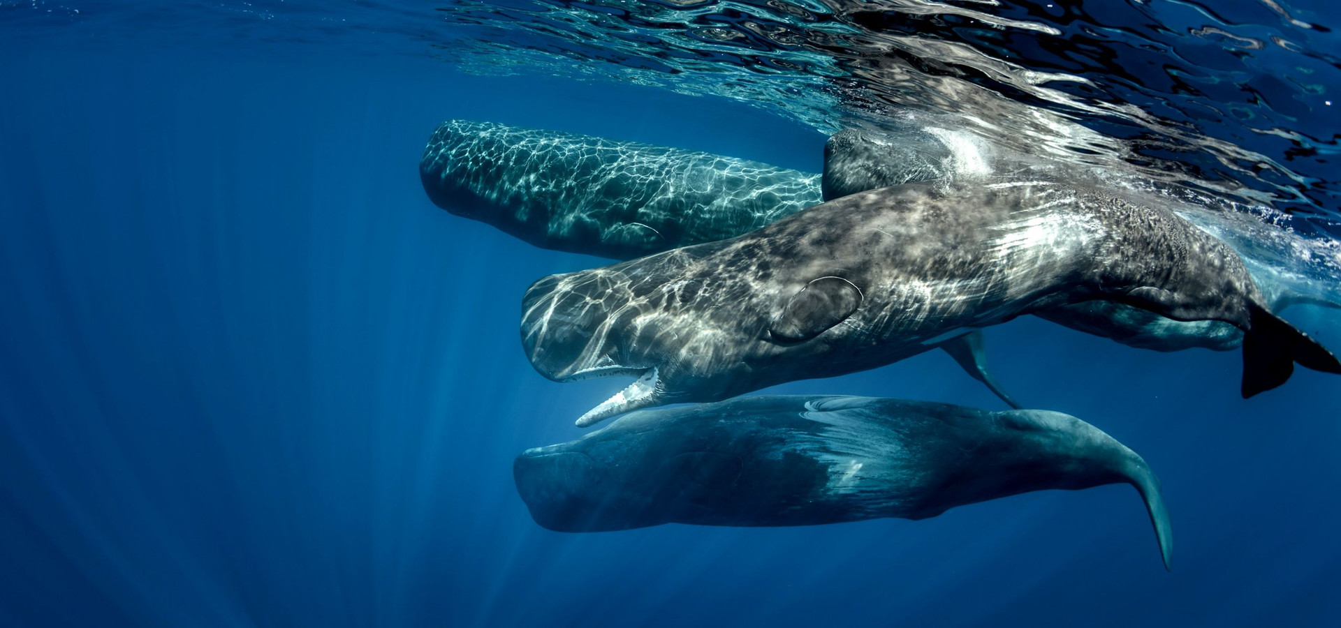 The Best of Portugal’s Wildlife