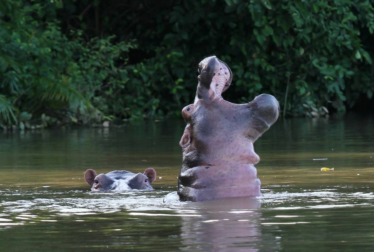 Hippopotamus, The Gambia shutterstock_1214426500.jpg