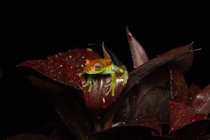 Polka-dot Tree Frog © A J Bradshaw, March 2026 tour