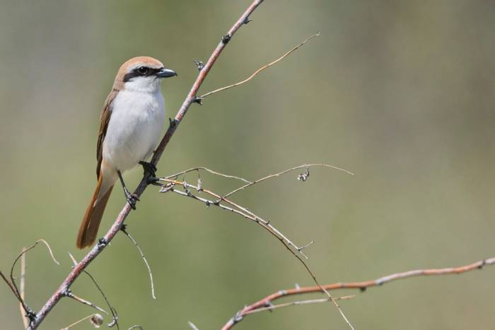 Turkestan Shrike