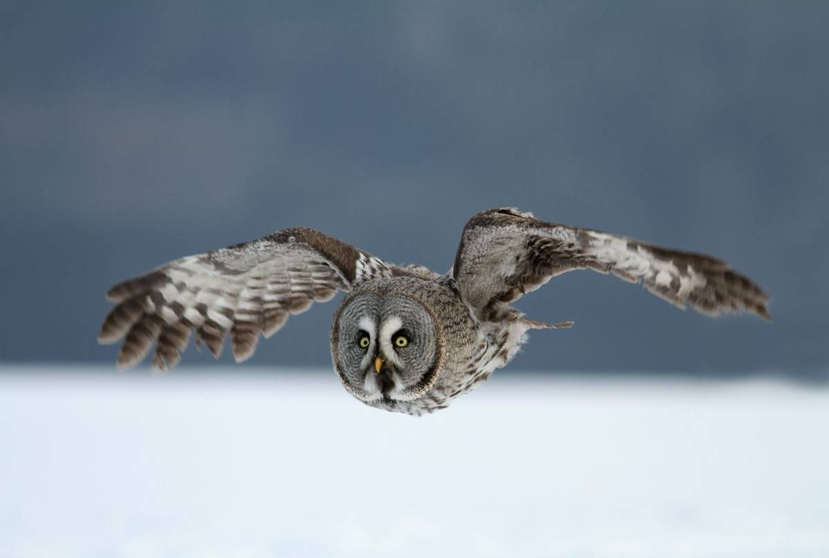 Great Grey Owl Shutterstock 150484769