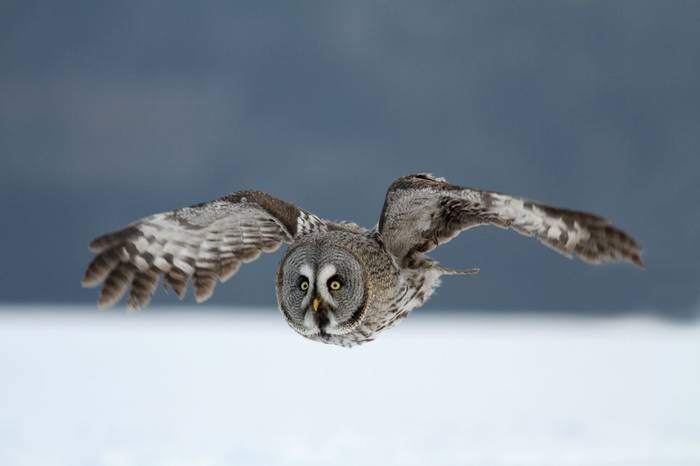 Great Grey Owl Shutterstock 150484769