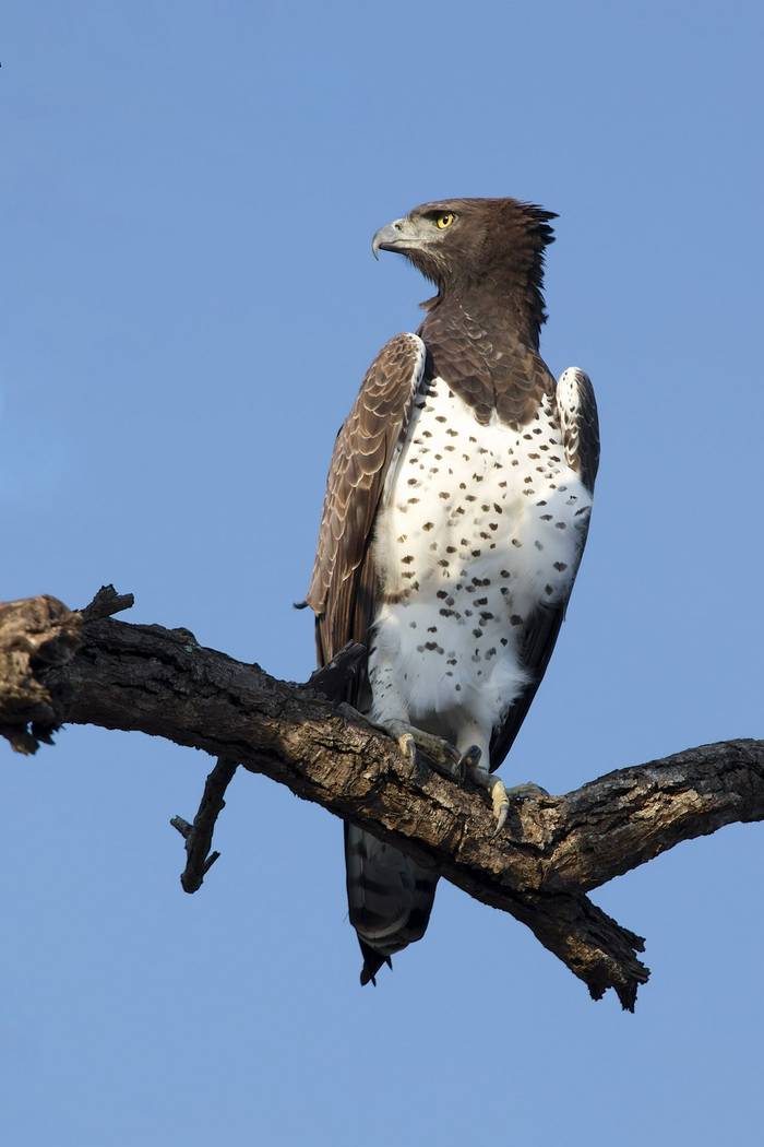 Martial Eagle shutterstock_367455602.jpg