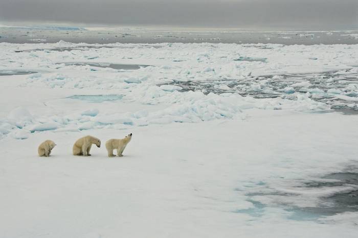 Polar Bears family.jpg