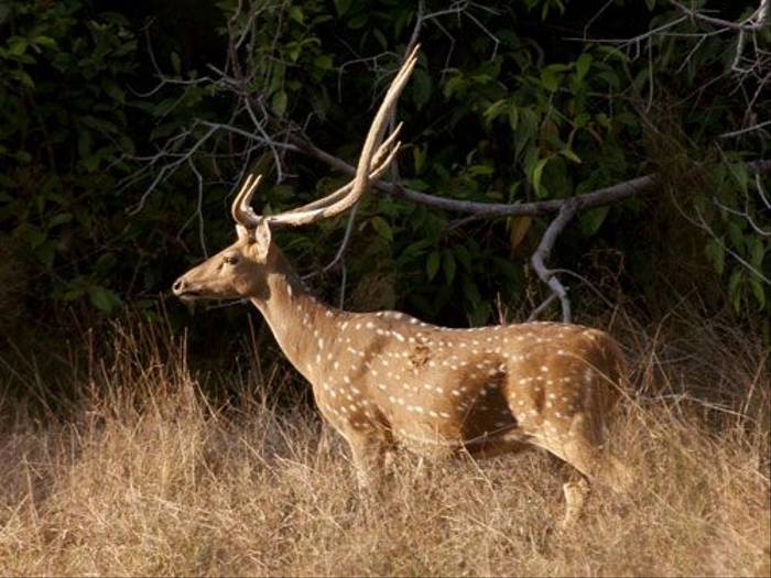Spotted Deer Stag (Simon Woolley)