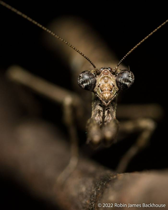 African Stick Mantis (Popa spurca) © Robin James Backhouse