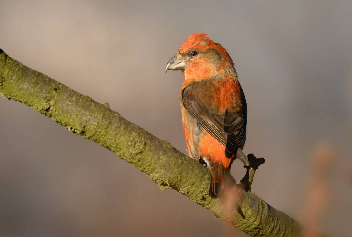 Common Crossbill shutterstock_608575172.jpg