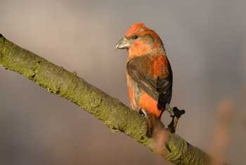 Common Crossbill shutterstock_608575172.jpg