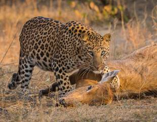 The Wildlife of Satpura - Best of Central India