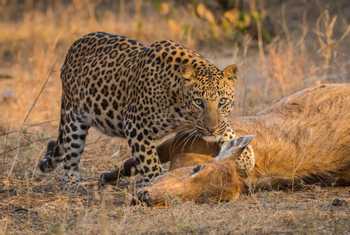 Leopard, India shutterstock_1235950798.jpg