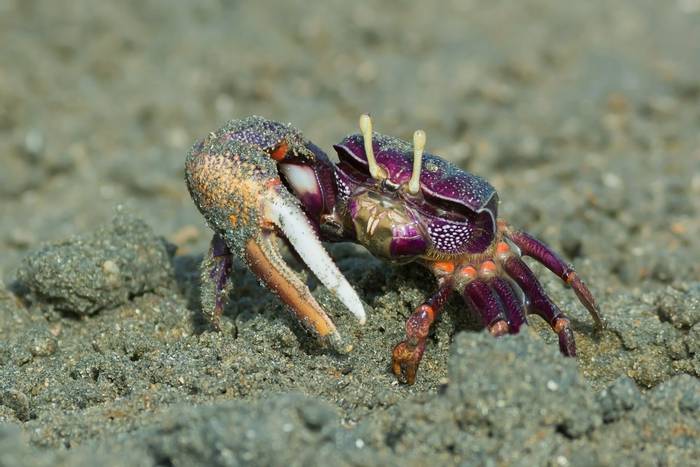 Male purple Fiddler Crab, West Africa shutterstock_194108876.jpg