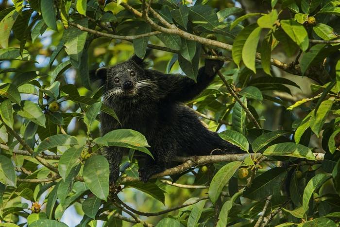 Binturong