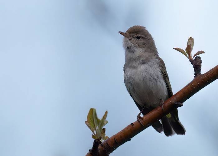 Olivaceous Warbler © Chris Griffin, May 2025.jpg
