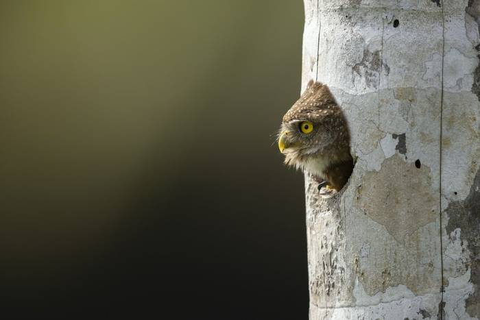 Central American Pygmy Owl © Oliver Smart, April 2026 tour