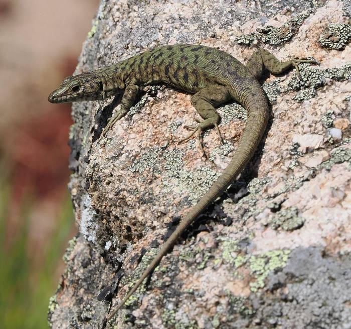 Bedriaga's Rock Lizard (Archaeolacerta bedriagae) © Martin Miller, May 2024 tour
