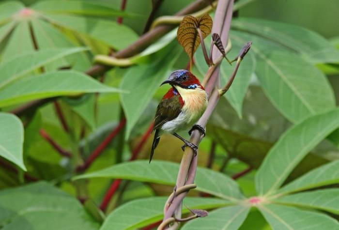 Lovely Sunbird (Palawan)