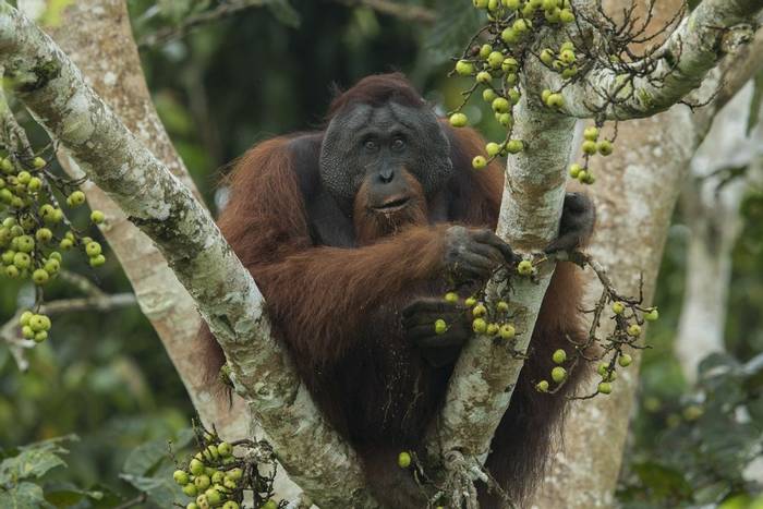 Dominant male Orangutan sits along the Kinabatangan River, Malaysian Borneo © C. Ryan